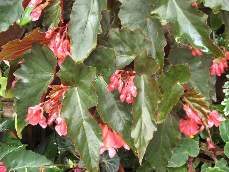 B. ‘Black Gold’
